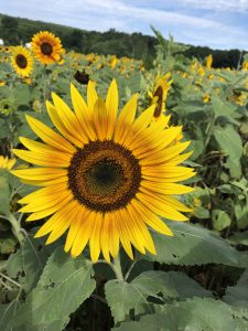 sunflower field ct