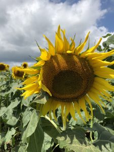 sunflower-farms