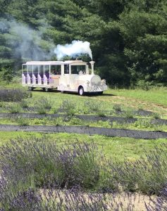 unique things to do in ct